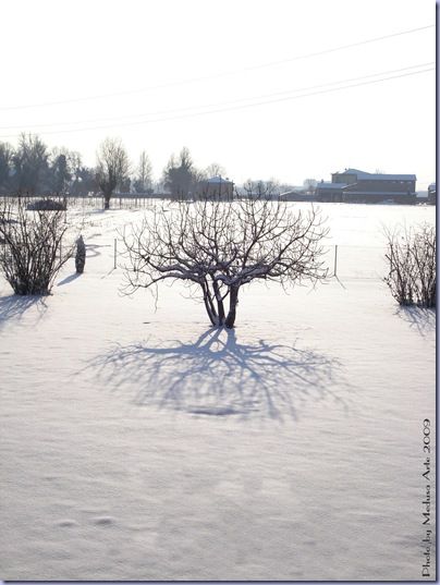 Figuier dans la neige en Italie (modène)