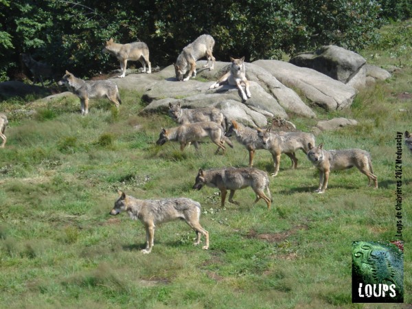 loups_chabrières