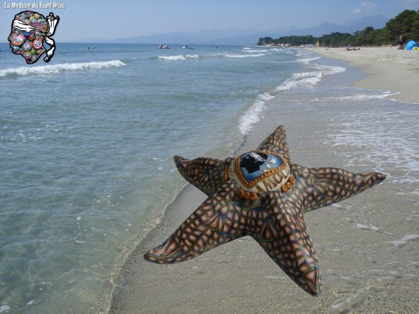 étoile de mer vue à Pinia plage de Ghisonaccia