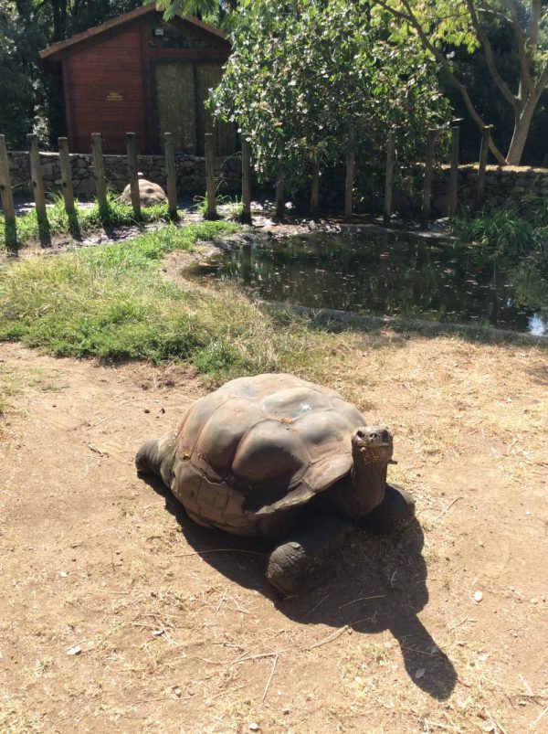 Tortue Galapagos A Cupulatta Ajaccio